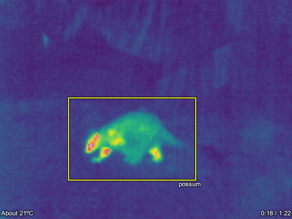 A thermal recording of a possum