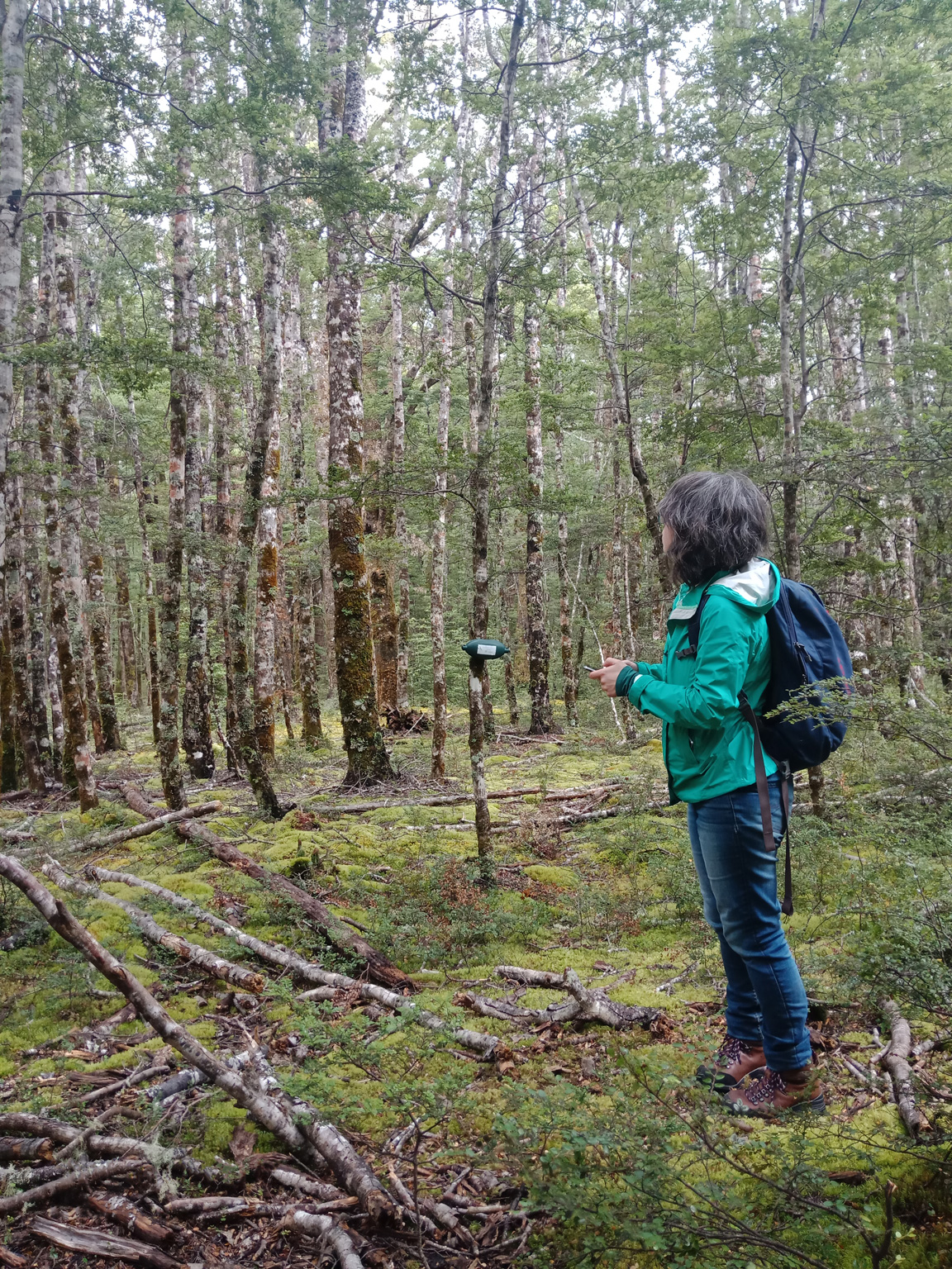 The bird counter app being used in the field