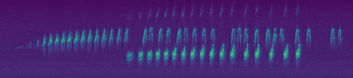 A spectrogram of a male and female roroa dueting